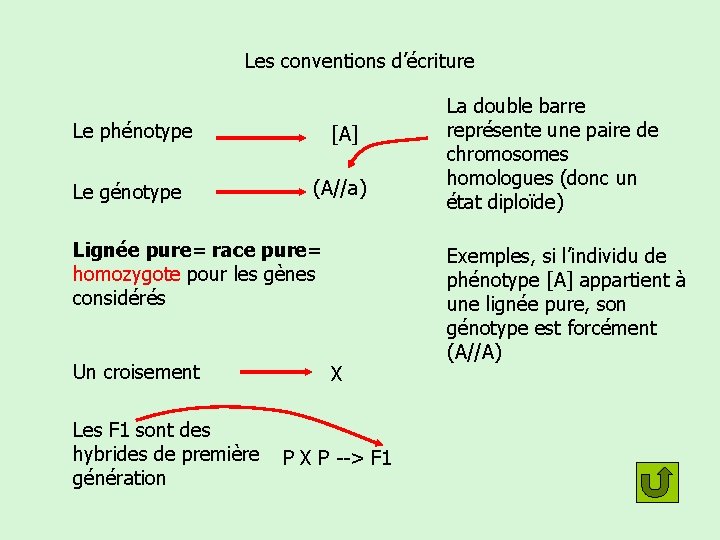 Les conventions d’écriture Le phénotype [A] Le génotype (A//a) Lignée pure= race pure= homozygote