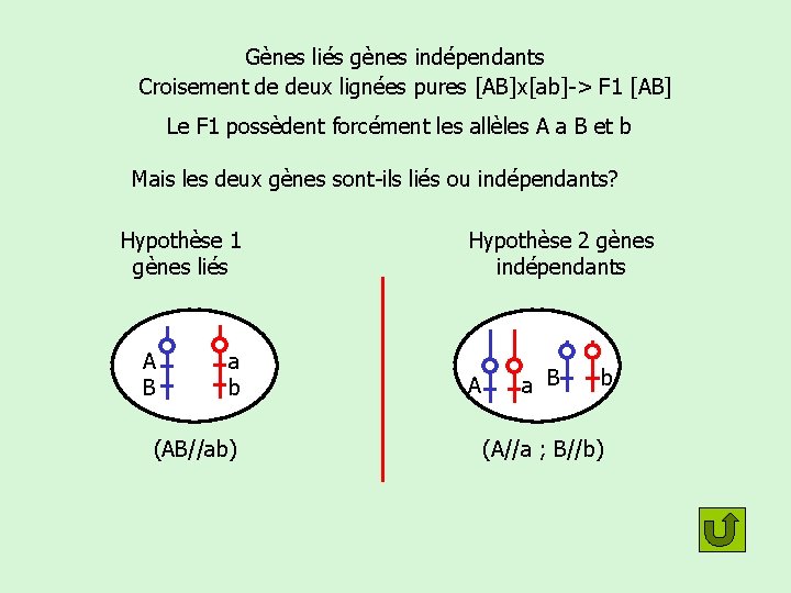 Gènes liés gènes indépendants Croisement de deux lignées pures [AB]x[ab]-> F 1 [AB] Le