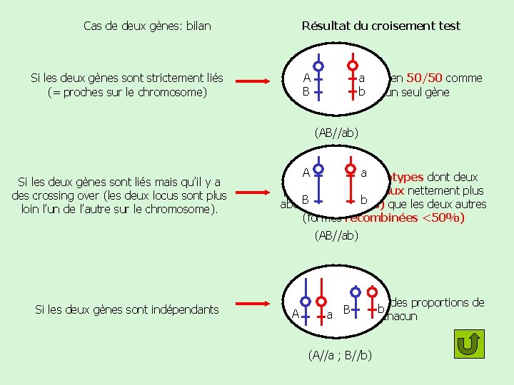 Cas de deux gènes: bilan Si les deux gènes sont strictement liés (= proches