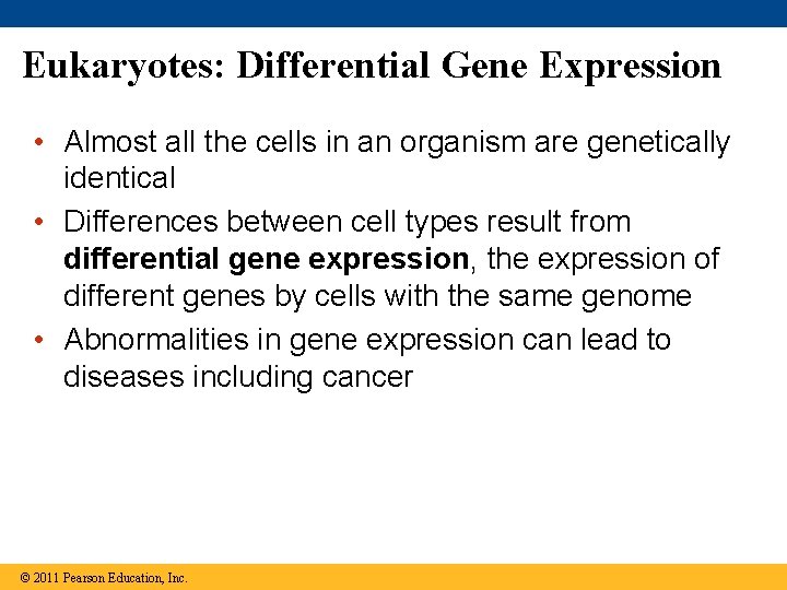 Eukaryotes: Differential Gene Expression • Almost all the cells in an organism are genetically