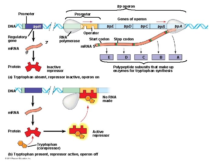 trp operon Promoter Genes of operon DNA trp. E trp. R Regulatory gene trp.