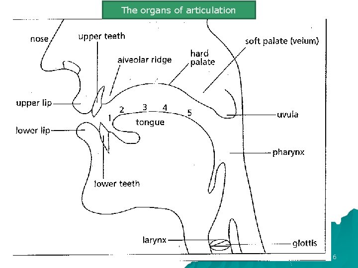 The organs of articulation 6 The organs of articulation 6