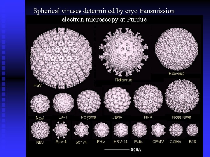 Spherical viruses determined by cryo transmission electron microscopy at Purdue 