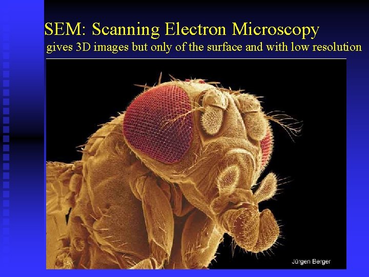 SEM: Scanning Electron Microscopy gives 3 D images but only of the surface and