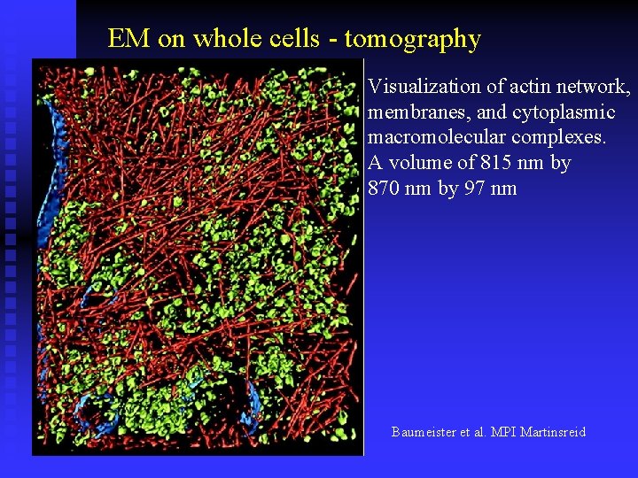 EM on whole cells - tomography Visualization of actin network, membranes, and cytoplasmic macromolecular