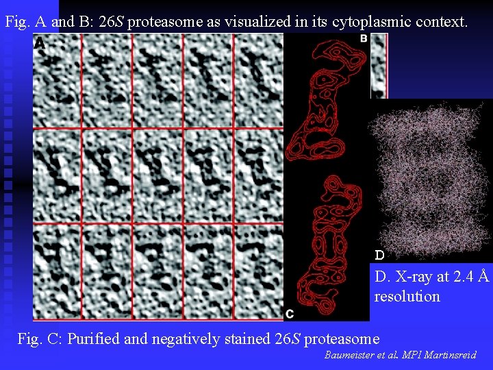 Fig. A and B: 26 S proteasome as visualized in its cytoplasmic context. D