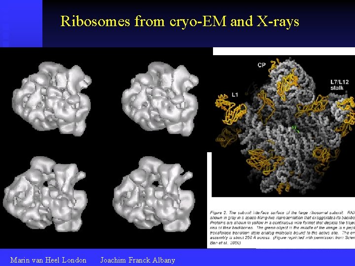 Ribosomes from cryo-EM and X-rays Marin van Heel London Joachim Franck Albany 