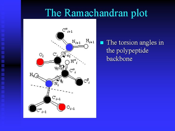 The Ramachandran plot n The torsion angles in the polypeptide backbone 