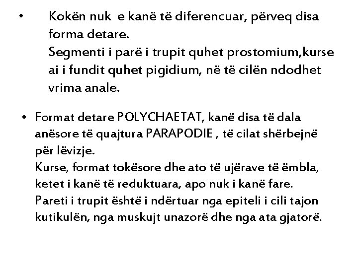  • Kokën nuk e kanë të diferencuar, përveq disa forma detare. Segmenti i