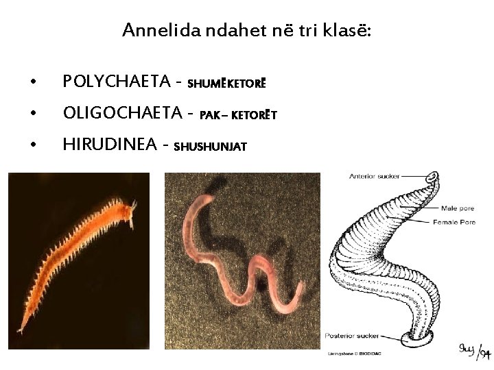 Annelida ndahet në tri klasë: • POLYCHAETA - SHUMËKETORË • OLIGOCHAETA - PAK –