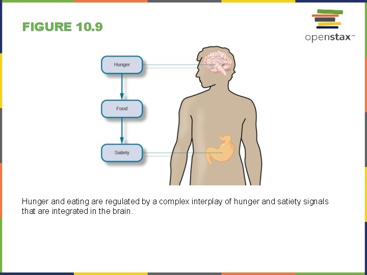 FIGURE 10. 9 Hunger and eating are regulated by a complex interplay of hunger