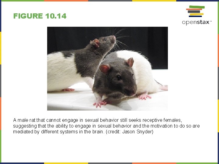 FIGURE 10. 14 A male rat that cannot engage in sexual behavior still seeks