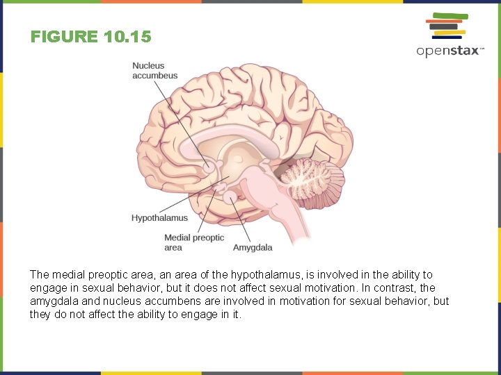 FIGURE 10. 15 The medial preoptic area, an area of the hypothalamus, is involved