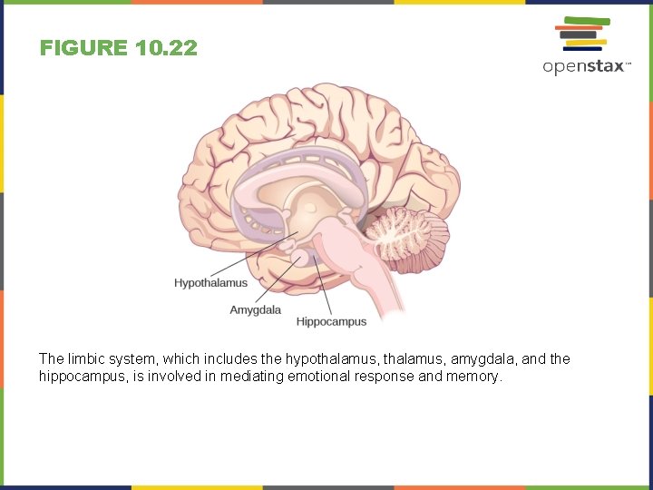 FIGURE 10. 22 The limbic system, which includes the hypothalamus, amygdala, and the hippocampus,