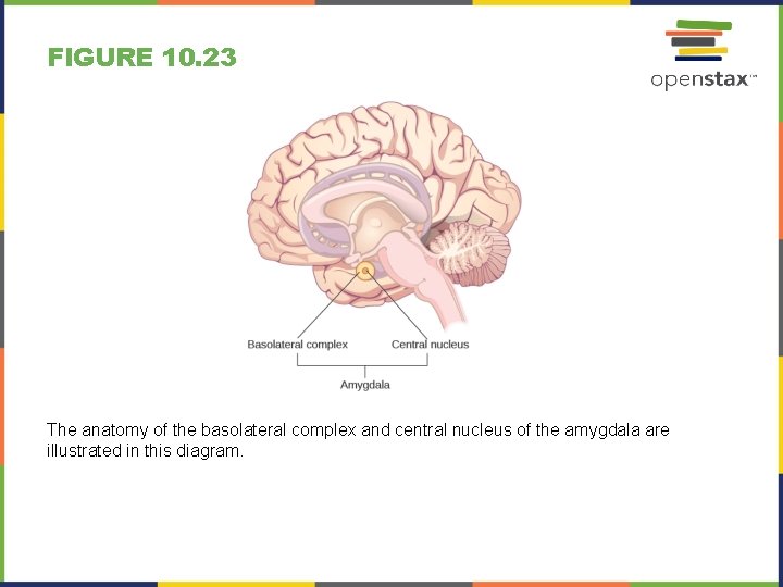 FIGURE 10. 23 The anatomy of the basolateral complex and central nucleus of the