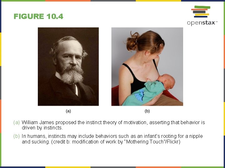 FIGURE 10. 4 (a) William James proposed the instinct theory of motivation, asserting that