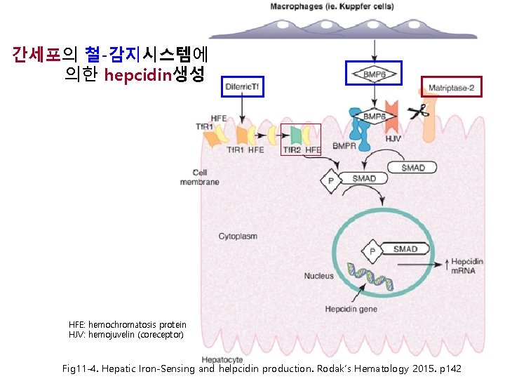간세포의 철-감지시스템에 의한 hepcidin생성 HFE: hemochromatosis protein HJV: hemojuvelin (coreceptor) Fig 11 -4. Hepatic