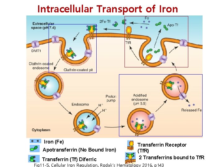 Intracellular Transport of Iron (Fe) Apotransferrin (No Bound Iron) Transferrin (Tf) Diferric Transferrin Receptor