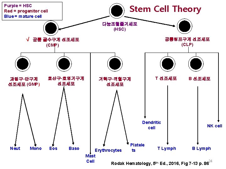 Stem Cell Theory Purple = HSC Red = progenitor cell Blue = mature cell