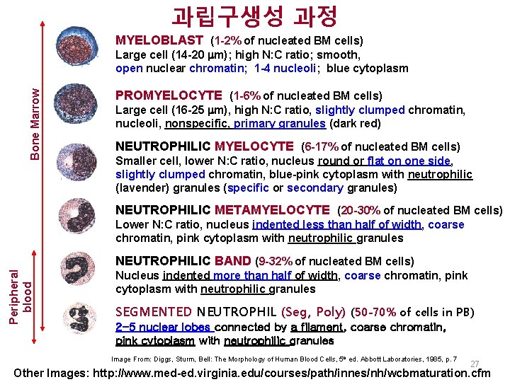 과립구생성 과정 MYELOBLAST (1 -2% of nucleated BM cells) Bone Marrow Large cell (14