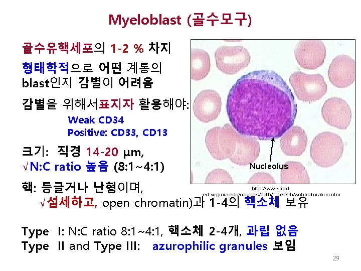 Myeloblast (골수모구) 골수유핵세포의 1 -2 % 차지 형태학적으로 어떤 계통의 blast인지 감별이 어려움 감별을