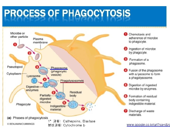 1° 과립: Cathepsins, Elastase 분비과립: Cytochrome b www. google. co. kr/url? sa=i&rc 