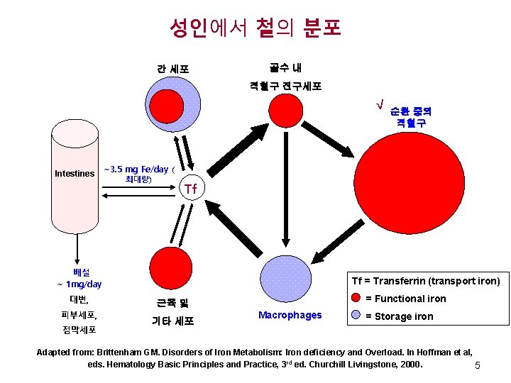 성인에서 철의 분포 간 세포 골수 내 적혈구 전구세포 √ Intestines ~3. 5 mg