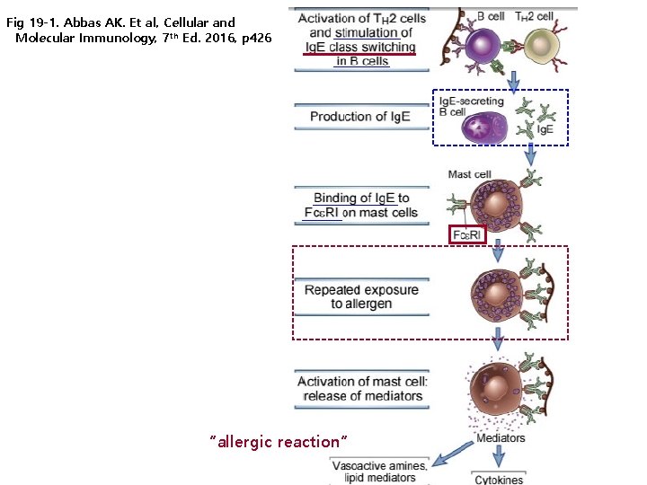 Fig 19 -1. Abbas AK. Et al, Cellular and Molecular Immunology, 7 th Ed.