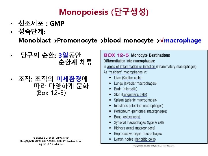 Monopoiesis (단구생성) • 선조세포 : GMP • 성숙단계: Monoblast Promonocyte blood monocyte √macrophage •