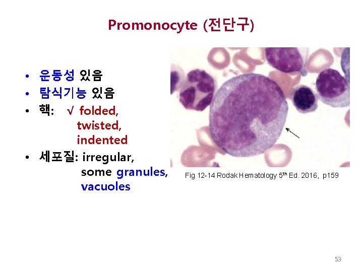 Promonocyte (전단구) • 운동성 있음 • 탐식기능 있음 • 핵: √ folded, twisted, indented