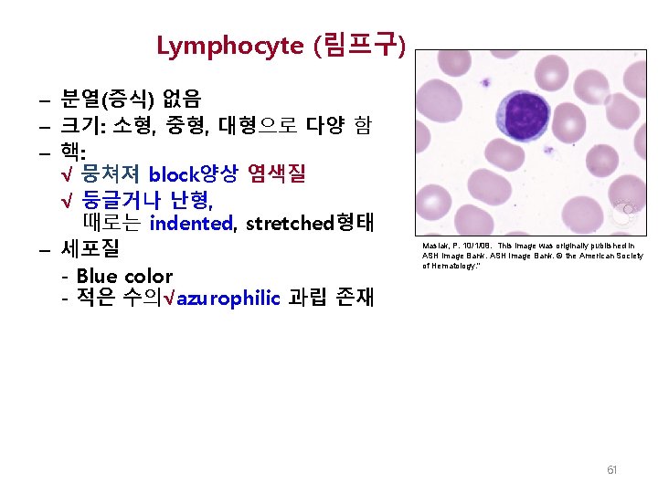 Lymphocyte (림프구) – 분열(증식) 없음 – 크기: 소형, 중형, 대형으로 다양 함 – 핵: