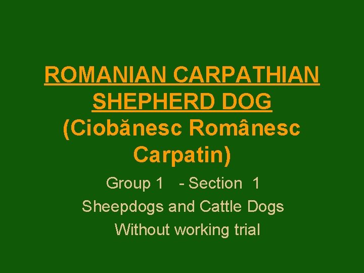 ROMANIAN CARPATHIAN SHEPHERD DOG (Ciobănesc Românesc Carpatin) Group 1 - Section 1 Sheepdogs and