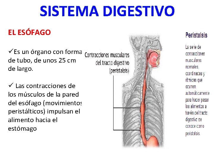 SISTEMA DIGESTIVO EL ESÓFAGO üEs un órgano con forma de tubo, de unos 25