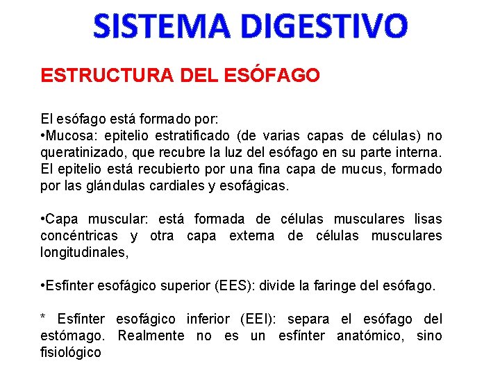 SISTEMA DIGESTIVO ESTRUCTURA DEL ESÓFAGO El esófago está formado por: • Mucosa: epitelio estratificado