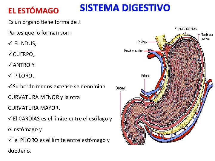 EL ESTÓMAGO SISTEMA DIGESTIVO Es un órgano tiene forma de J. Partes que lo