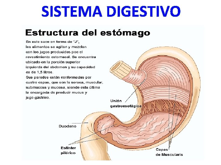 SISTEMA DIGESTIVO 