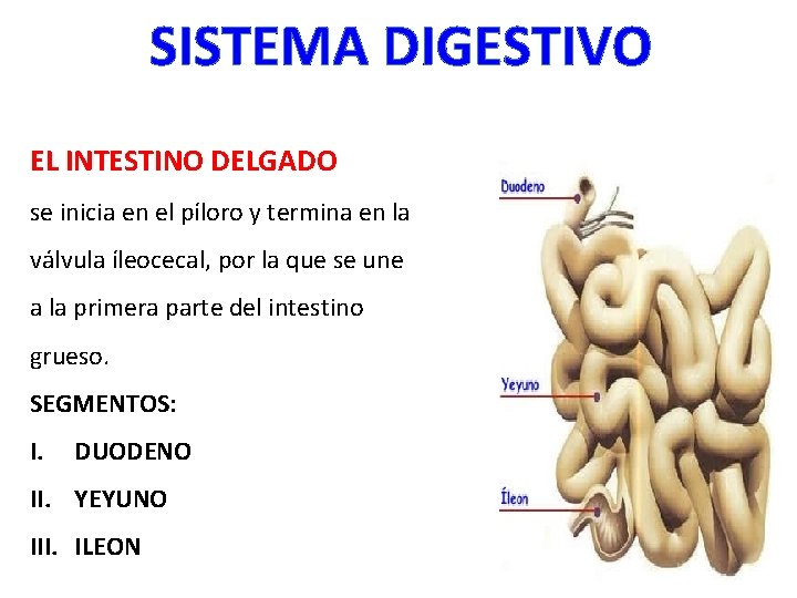 SISTEMA DIGESTIVO EL INTESTINO DELGADO se inicia en el píloro y termina en la