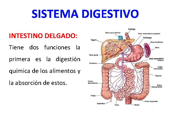 SISTEMA DIGESTIVO INTESTINO DELGADO: Tiene dos funciones la primera es la digestión química de