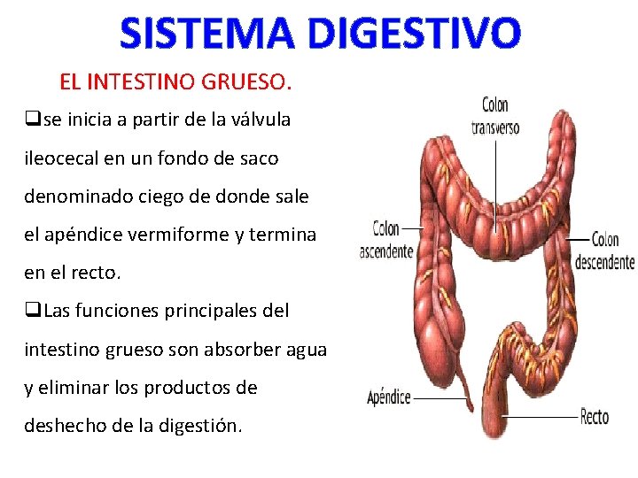 SISTEMA DIGESTIVO EL INTESTINO GRUESO. qse inicia a partir de la válvula ileocecal en