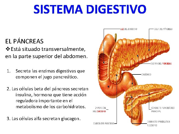 SISTEMA DIGESTIVO EL PÁNCREAS v. Está situado transversalmente, en la parte superior del abdomen.