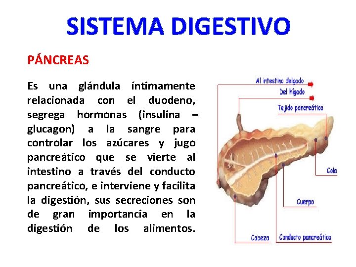SISTEMA DIGESTIVO PÁNCREAS Es una glándula íntimamente relacionada con el duodeno, segrega hormonas (insulina