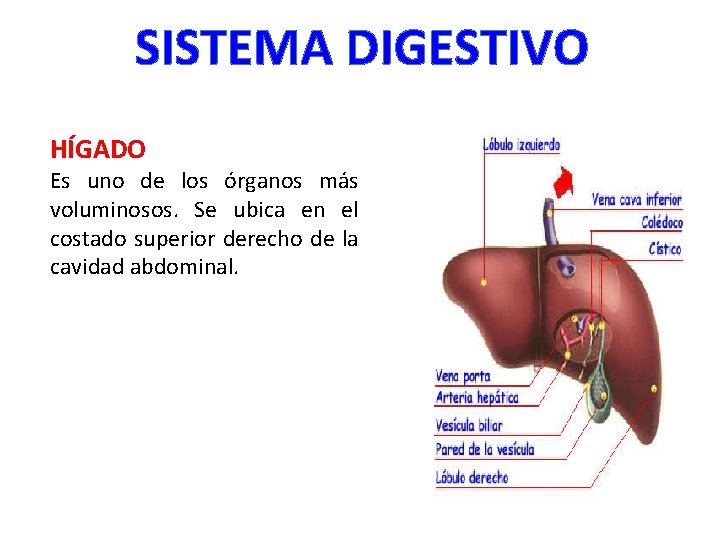 SISTEMA DIGESTIVO HÍGADO Es uno de los órganos más voluminosos. Se ubica en el