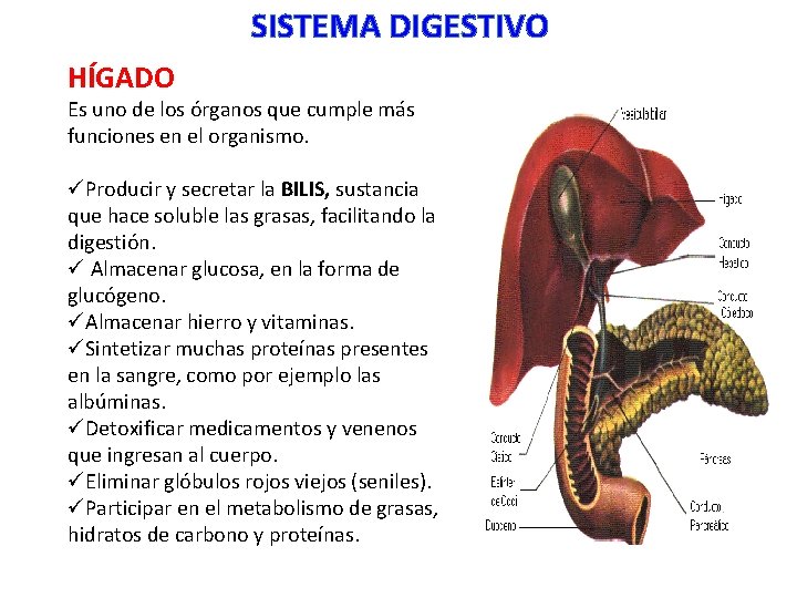 SISTEMA DIGESTIVO HÍGADO Es uno de los órganos que cumple más funciones en el