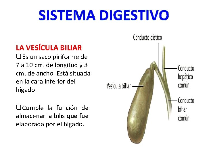 SISTEMA DIGESTIVO LA VESÍCULA BILIAR q. Es un saco piriforme de 7 a 10