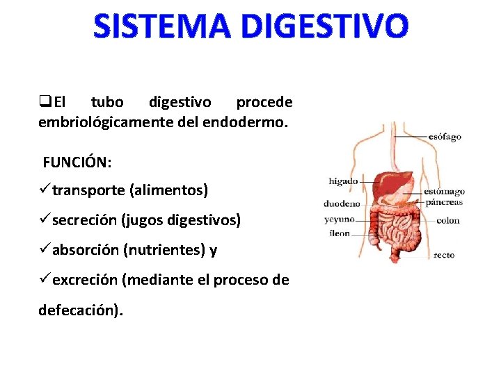 SISTEMA DIGESTIVO q. El tubo digestivo procede embriológicamente del endodermo. FUNCIÓN: ütransporte (alimentos) üsecreción