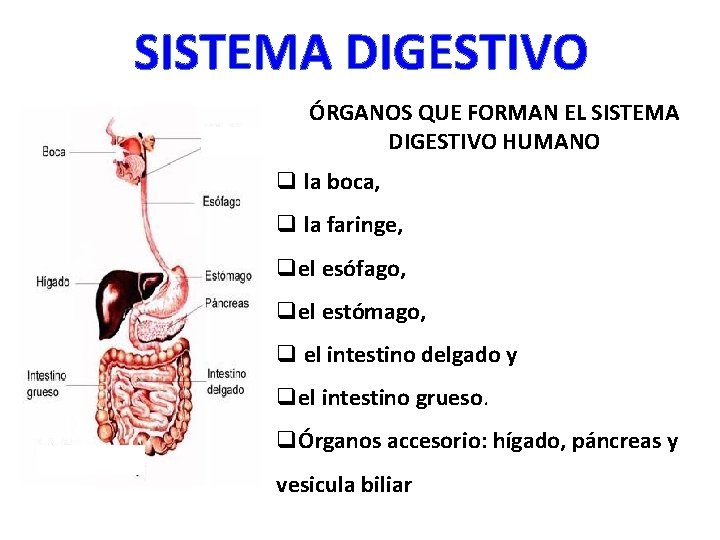 SISTEMA DIGESTIVO ÓRGANOS QUE FORMAN EL SISTEMA DIGESTIVO HUMANO q la boca, q la