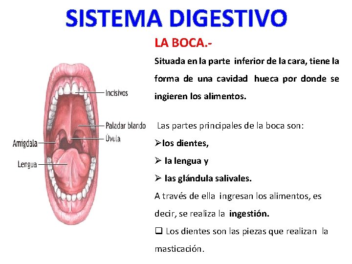 SISTEMA DIGESTIVO LA BOCA. - Situada en la parte inferior de la cara, tiene