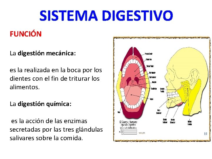 SISTEMA DIGESTIVO FUNCIÓN La digestión mecánica: es la realizada en la boca por los