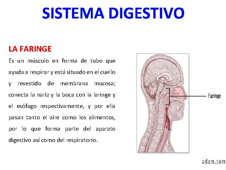 SISTEMA DIGESTIVO LA FARINGE Es un músculo en forma de tubo que ayuda a