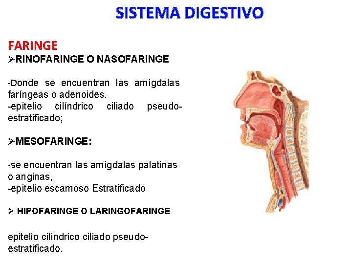 SISTEMA DIGESTIVO FARINGE ØRINOFARINGE O NASOFARINGE -Donde se encuentran las amígdalas faríngeas o adenoides.